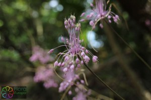 Allium carinatum